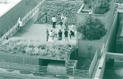 A picture of an intensive roof garden.