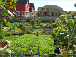 A community garden in Seattle's High Point neighborhood, one of the green affordable housing developments highlighted in the National League of Cities report.
